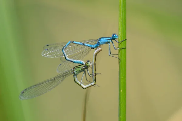 Pair Common Blue Damselflies Enallagma Cyathigerum Resting Sunny Day Summer — Stock Photo, Image