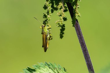 Büyük bir dağ Çekirgesi (Stauroderus scalaris) yazın güneşli bir günde bir bitkinin üzerinde oturur, Güney Tyrol (İtalya))