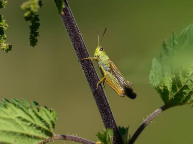 Büyük bir dağ Çekirgesi (Stauroderus scalaris) yazın güneşli bir günde bir bitkinin üzerinde oturur, Güney Tyrol (İtalya))