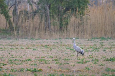 Yaygın bir Crane çayırda duruyor, ilkbahar sabahı, Camargue (Fransa))