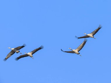 Bir grup ortak turna kuşu mavi gökyüzünde uçuyor, Camargue 'de baharın güneşli bir günü (Fransa)