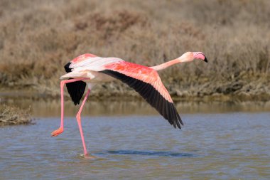 Bir Greater Flamingo kalkış için koşuyor, ilkbaharda güneşli bir sabah, Camargue (Provence, Fransa)