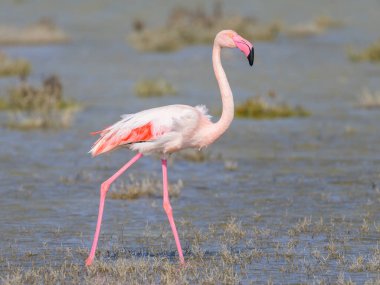 Suda yürüyen ve yiyecek arayan bir Büyük Flamingo, ilkbaharda güneşli bir sabah, Camargue (Provence, Fransa)