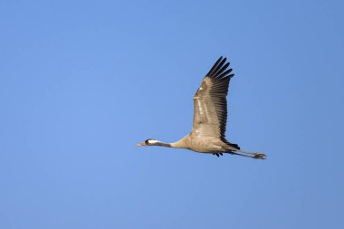 Yaygın bir turna kuşu mavi gökyüzü, Camargue 'de güneşli bir gün (Fransa)