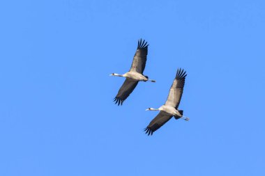 Bir grup ortak turna kuşu mavi gökyüzünde uçuyor, Camargue 'de baharın güneşli bir günü (Fransa)