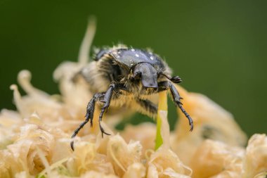Beyaz Benekli Gül Böceği (Oxythyrea funesta) bir çiçeğin üzerinde oturuyor, yazın güneşli bir gün, Viyana (Avusturya))
