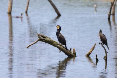 Büyük bir karabatak, Kuzey Fransa 'da yazın güneşli bir günde, suyun bir dalında dinleniyor.