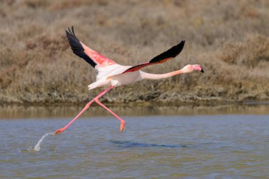 Bir Greater Flamingo kalkış için koşuyor, ilkbaharda güneşli bir sabah, Camargue (Provence, Fransa)