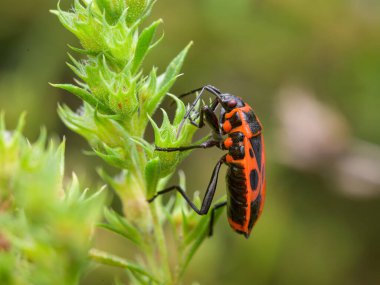 Bir ateş böceği (Pyrrhocoris apterus) bir çiçeğin üzerinde oturuyor, yazın güneşli bir gün, Viyana (Avusturya))