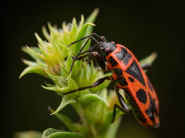 Bir ateş böceği (Pyrrhocoris apterus) bir çiçeğin üzerinde oturuyor, yazın güneşli bir gün, Viyana (Avusturya))