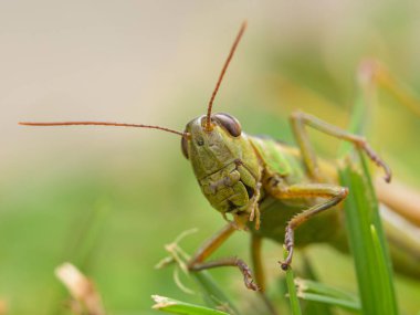 Çimenlerde oturan yeşil çekirge portresi (Mecostethus parapleurus), sonbaharda güneşli bir gün, Viyana (Avusturya))