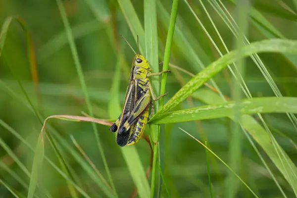 Large Banded Grasshopper Arcyptera Fusca Sitting Grass Sunny Day Summer Stock Photo