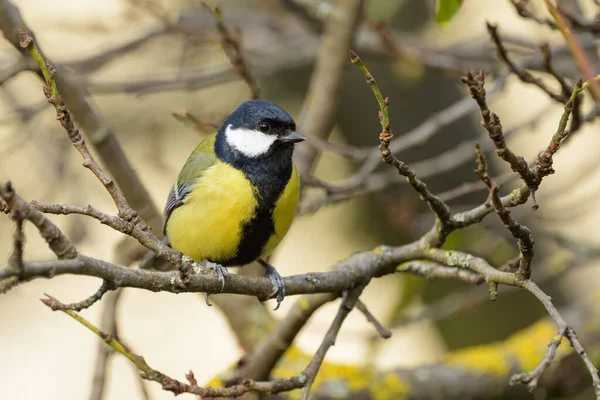 Great Tit Parus Major Sitting Twig Cloudy Day Autumn Vienna Stock Picture