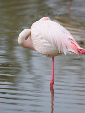 Suda duran bir Büyük Flamingo, ilkbahar sabahı güneşli, Camargue (Provence, Fransa)
