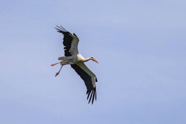 Yazın güneşli bir günde uçmakta olan bir Beyaz Leylek, mavi gökyüzü, kuzey Fransa