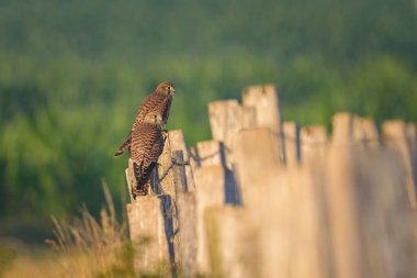 Kuzey Fransa 'da güneşli bir sabahta, tahta bir direkte oturan sıradan bir Kerkenez.