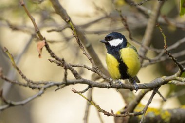 A great tit (Parus major) sitting on a twig, cloudy day in autumn, Vienna Austria