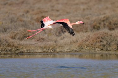 Büyük bir Flamingo uçuşu, ilkbaharda güneşli bir sabah, Camargue (Provence, Fransa)