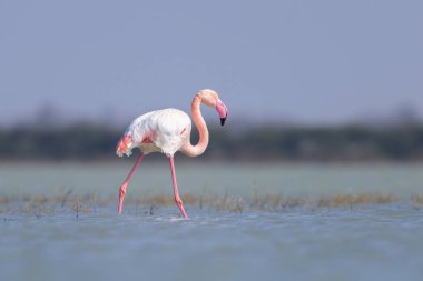 Suda yürüyen ve yiyecek arayan bir Büyük Flamingo, ilkbaharda güneşli bir sabah, Camargue (Provence, Fransa)