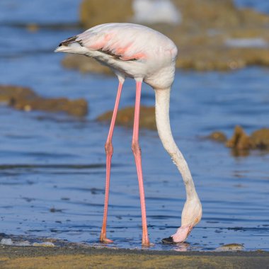 Suda yürüyen ve yiyecek arayan bir çift büyük flamingo, ilkbaharda güneşli bir sabah, Camargue (Provence, Fransa)