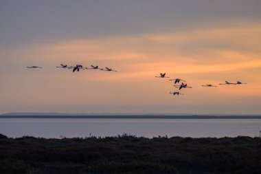 Bir grup Büyük Flamingo bahar mevsiminde gün doğumunda uçmaktadır (Provence, Fransa)