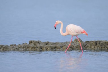 Suda yürüyen ve yiyecek arayan bir Büyük Flamingo, ilkbaharda güneşli bir sabah, Camargue (Provence, Fransa)