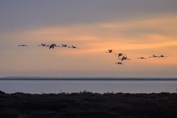 A group of Greater Flamingos in flight during sunrise in springtime, Camargue (Provence, France)