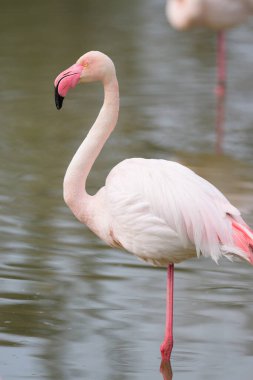 Suda duran bir Büyük Flamingo, ilkbahar sabahı güneşli, Camargue (Provence, Fransa)