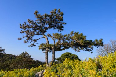 İlkbaharda güneşli bir sabah, Cres 'te (Hırvatistan) Akdeniz' de çam ağaçları ve mavi gökyüzü