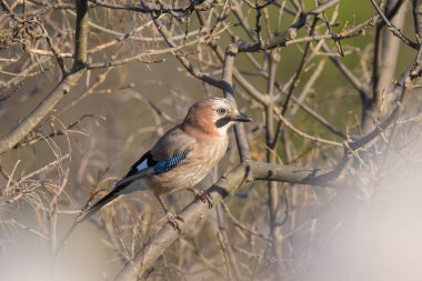 Avrasyalı Jay (Garrulus glandarius) güneşli bir baharda bir ağaçta oturuyor, Cres (Hırvatistan))