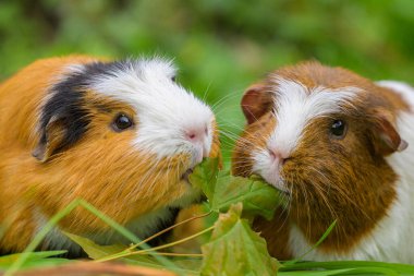 Bahçede yemek yiyen iki güzel kobay portresi, baharda bulutlu bir gün, Viyana (Avusturya))