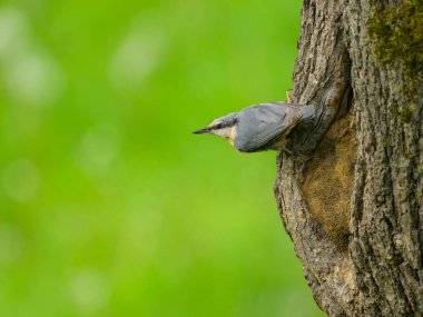Yuvanın önündeki ağaçta oturan Avrasyalı bir tımarhane, yazın bulutlu bir sabah.