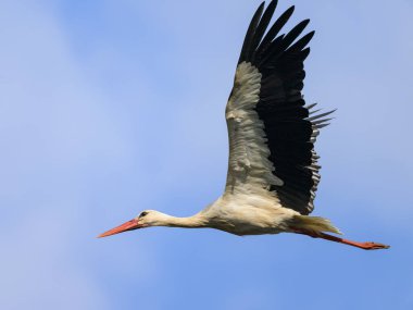 A White Stork flying on a sunny day in autumn, blue sky, Austria clipart