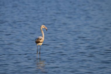 Suda duran genç bir Büyük Flamingo, ilkbahar sabahı güneşli, Camargue (Provence, Fransa)