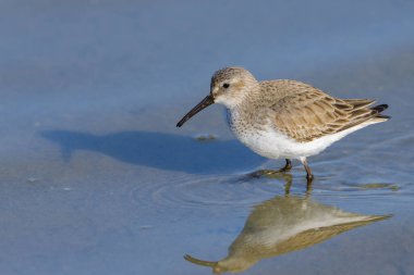 Geniş gagalı bir Sandpiper suda yürüyor, ilkbaharda güneşli bir sabah, Camargue (Fransa)