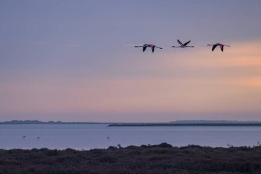 Bir grup Büyük Flamingo bahar mevsiminde gün doğumunda uçmaktadır (Provence, Fransa)