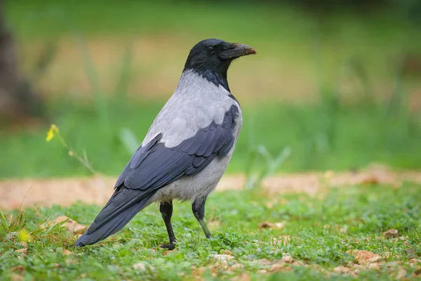 Bir leş kargası (Corvus corone) baharda bulutlu bir günde çayırda yürüyor