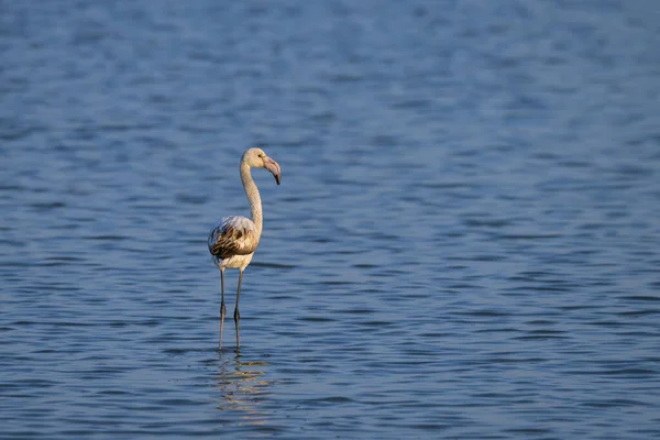 A young Greater Flamingo standing in the water, sunny morning in springtime, Camargue (Provence, France)