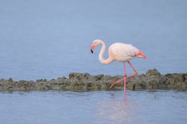 Suda yürüyen ve yiyecek arayan bir Büyük Flamingo, ilkbaharda güneşli bir sabah, Camargue (Provence, Fransa)