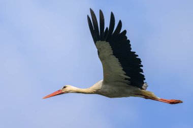 Sonbaharda güneşli bir günde uçan bir Beyaz Leylek, mavi gökyüzü, Avusturya