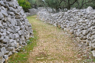 Eski yol, olive grove ve taş duvarlar Cres, Hırvatistan city yakınındaki oteller