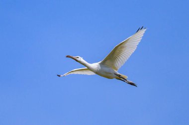 Yazın güneşli bir günde uçan bir kaşık faturası, mavi gökyüzü, kuzey Fransa