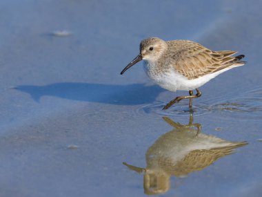 Geniş gagalı bir Sandpiper suda yürüyor, ilkbaharda güneşli bir sabah, Camargue (Fransa)