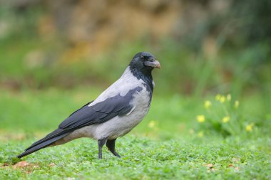 Bir leş kargası (Corvus corone) baharda bulutlu bir günde çayırda yürüyor