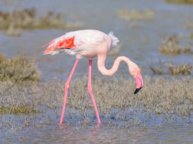 Suda yürüyen ve yiyecek arayan bir Büyük Flamingo, ilkbaharda güneşli bir sabah, Camargue (Provence, Fransa)