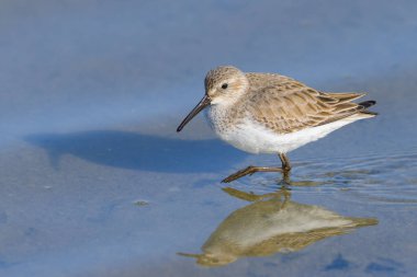 Geniş gagalı bir Sandpiper suda yürüyor, ilkbaharda güneşli bir sabah, Camargue (Fransa)