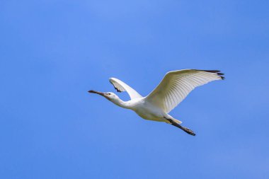 Yazın güneşli bir günde uçan bir kaşık faturası, mavi gökyüzü, kuzey Fransa