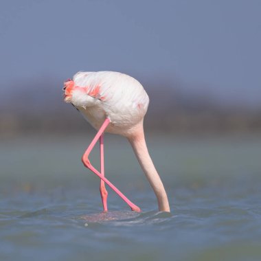 Suda yürüyen ve yiyecek arayan bir Büyük Flamingo, ilkbaharda güneşli bir sabah, Camargue (Provence, Fransa)