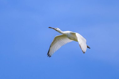 Yazın güneşli bir günde uçan bir kaşık faturası, mavi gökyüzü, kuzey Fransa