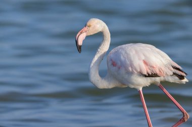 Suda yürüyen ve yiyecek arayan bir Büyük Flamingo, ilkbaharda güneşli bir sabah, Camargue (Provence, Fransa)